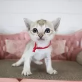 シンガプーラ【千葉県・女の子・2025年8月26日・セーブルティックドタビー】の写真1