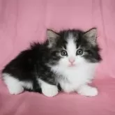 ノルウェージャンフォレストキャット【千葉県・女の子・2025年1月16日・ブラウンマッカレルタビー&ホワイト】の写真1