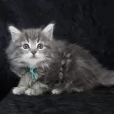 ノルウェージャンフォレストキャット