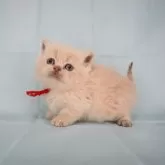 ブリティッシュショートヘア【千葉県・男の子・2024年12月15日・クリーム】の写真1