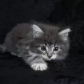 ノルウェージャンフォレストキャット