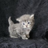 ノルウェージャンフォレストキャット