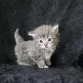 ノルウェージャンフォレストキャット