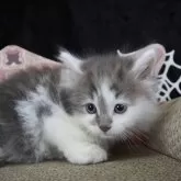 ノルウェージャンフォレストキャット
