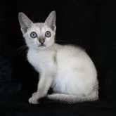 シンガプーラ