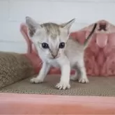 シンガプーラ
