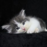 ノルウェージャンフォレストキャット