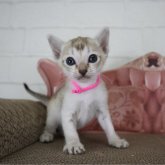 シンガプーラ