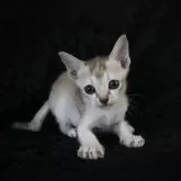シンガプーラ