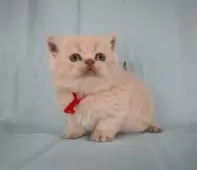 ブリティッシュショートヘア【千葉県・男の子・2024年12月15日・クリーム】の写真2