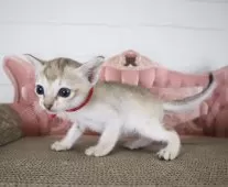 シンガプーラ【千葉県・女の子・2025年8月26日・セーブルティックドタビー】の写真2