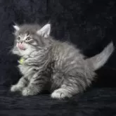 ノルウェージャンフォレストキャット【千葉県・男の子・2025年4月10日・ブルークラシックタビー&ホワイト】の写真3