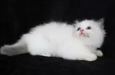 ラグドール【千葉県・女の子・2025年6月11日・シールポイントバイカラー】の写真3