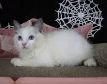 ラグドール【千葉県・女の子・2025年8月29日・ブルーポイントバイカラー】の写真4