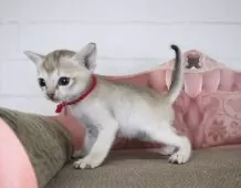 シンガプーラ【千葉県・女の子・2025年8月26日・セーブルティックドタビー】の写真4