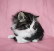 ノルウェージャンフォレストキャット【千葉県・女の子・2025年1月16日・ブラウンマッカレルタビー&ホワイト】の写真4