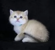 ブリティッシュショートヘア【千葉県・男の子・2025年10月29日・ゴールデンシェーデット】の写真5