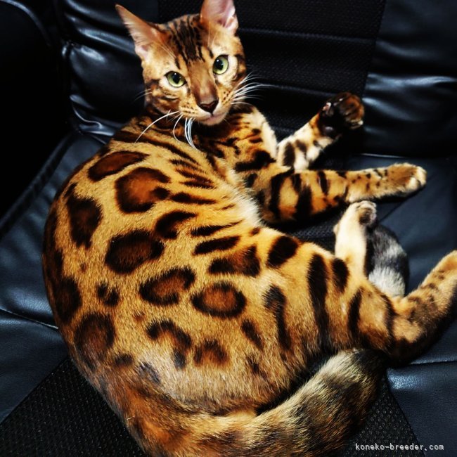 ベンガル【・男の子・2021年12月10日・ブラウンスポテッドダビー】