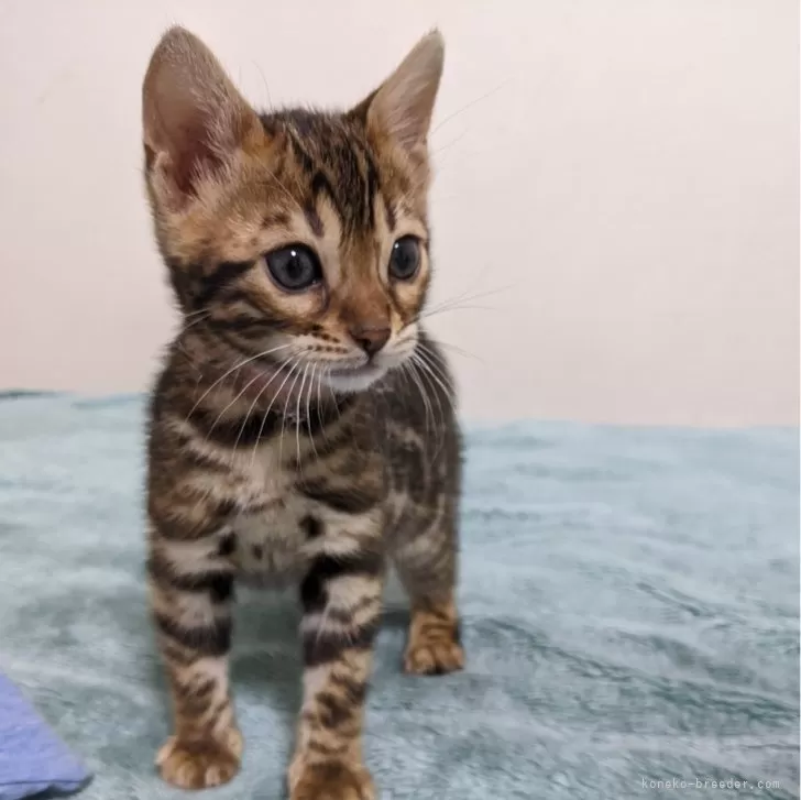 ID:2404-01131の子猫