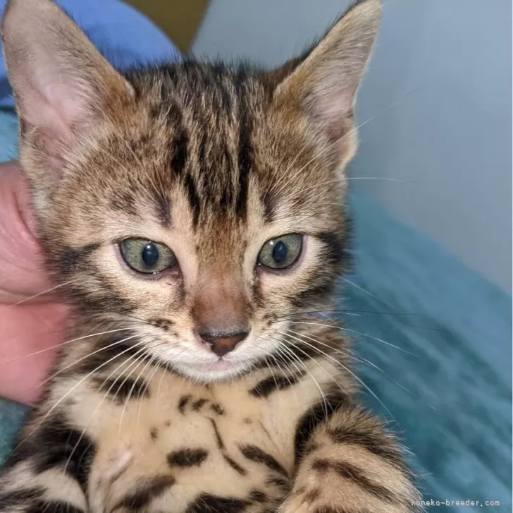 ID:2404-01127の子猫