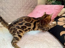 ベンガル【・男の子・2021年12月10日・ブラウンスポテッドダビー】