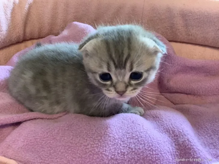 ID：1904-01454の子猫