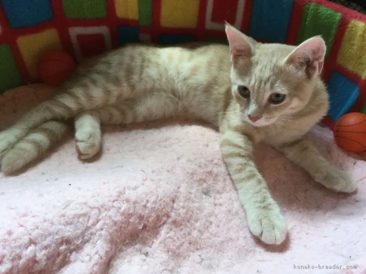 ID：1805-01924の子猫