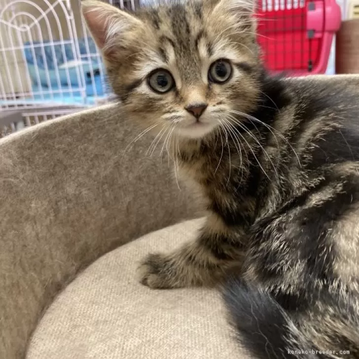 Y.K 様のお迎えした子猫