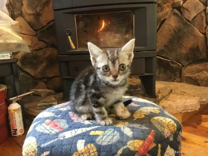 ID：1809-01499の子猫