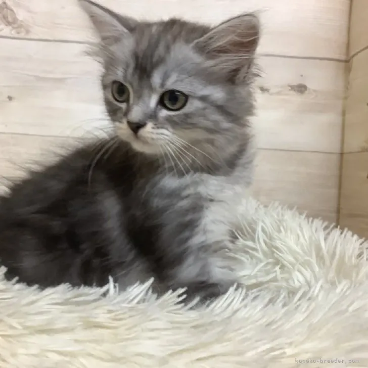 ID：2302-01434の子猫