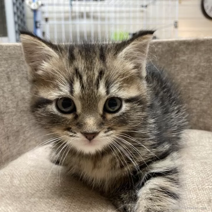 みき 様のお迎えした子猫