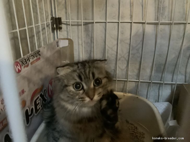 マンチカン【・女の子・2019年12月2日・ブルータビー】