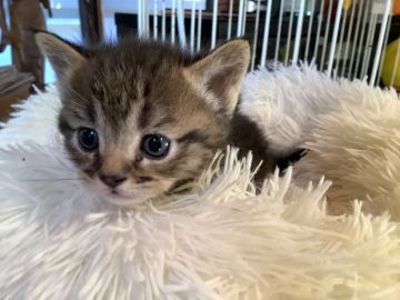 マンチカン(短足)【静岡県・男の子・2021年11月15日・ブラウンタビー】の写真「大人しい子です。」