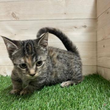 マンチカン(短足)【静岡県・女の子・2022年3月28日・ブラウンタビー】の写真「甘えん坊です」