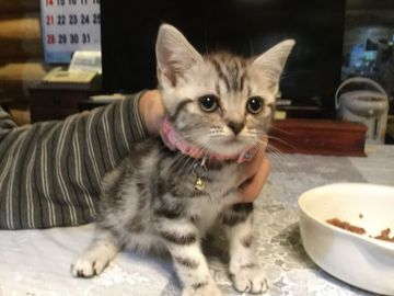 アメリカンショートヘア【静岡県・女の子・2018年8月1日・シルバータビー】の写真「目がパッチリして居ます。」