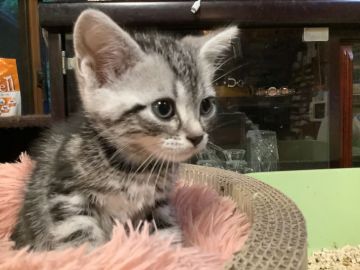 アメリカンショートヘア【静岡県・男の子・2021年4月26日・シルバータビー】の写真「元気な子です」