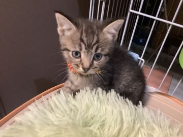 マンチカン(長足)【静岡県・男の子・2021年3月13日・ブラウンタビー】の写真「大人しい子です」