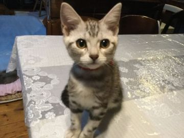 アメリカンショートヘア【静岡県・女の子・2018年4月22日・シルバータビー】の写真「好奇心旺盛な子です」