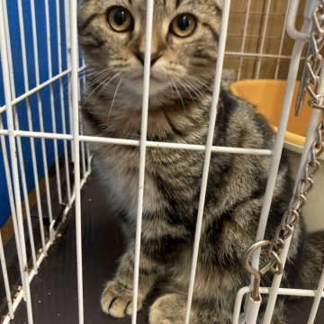 マンチカン(長足)【静岡県・女の子・2024年5月3日・ブラウンタビー】の写真「『マンチカン専門猫舎』元気な子です」