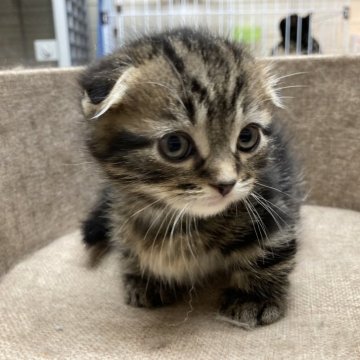 マンチカン(短足)【静岡県・男の子・2024年1月19日・ブラウンタビー】の写真「元気な男の子です」