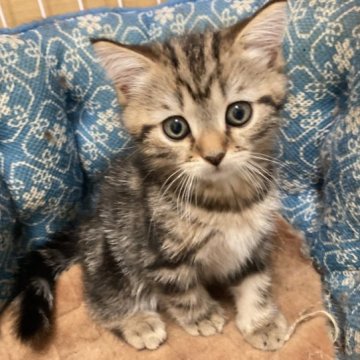 マンチカン(長足)【静岡県・男の子・2023年5月22日・ブラウンタビー】の写真「元気な一人っ子です」