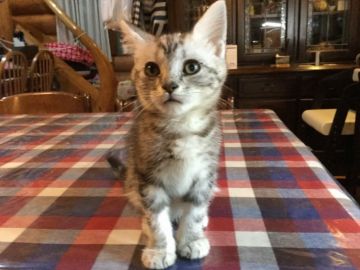 アメリカンショートヘア【静岡県・男の子・2018年4月22日・シルバータビー】の写真「大人しい子です。」