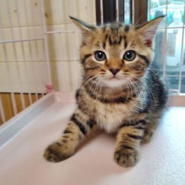 マンチカン(長足)【静岡県・男の子・2022年6月26日・ブラウンタビー】の写真「【マンチカン専門猫舎】活発な子です。」