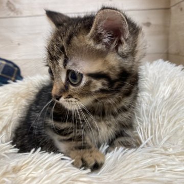 マンチカン(短足)【静岡県・男の子・2024年5月3日・ブラウンタビー】の写真「『マンチカン専門猫舎』元気な子です」