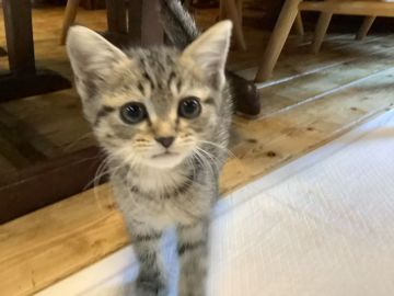 マンチカン【静岡県・女の子・2020年9月15日・ブラウンタビー】の写真「大人しい子です」