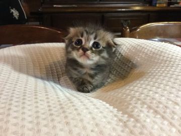 マンチカン【静岡県・女の子・2017年8月23日・ブラウンタビー】の写真「好奇心旺盛です」