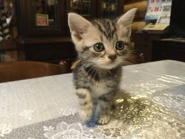 アメリカンショートヘア【静岡県・男の子・2018年8月7日・シルバータビー】の写真「大人しい子です」