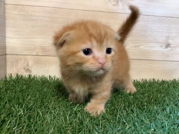 マンチカン(短足)【静岡県・女の子・2021年10月10日・レッドタビー】の写真「大人しい子です」