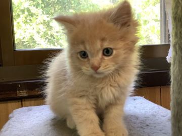 マンチカン(長足)【静岡県・男の子・2022年3月28日・クリームタビー】の写真「懐っこい子です」