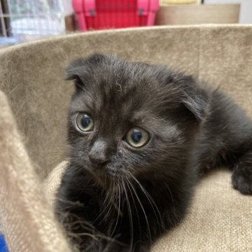 マンチカン(短足)【静岡県・男の子・2023年10月22日・ブラック】の写真「大人しい子です」